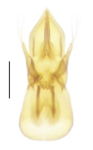 Edaphus lederi